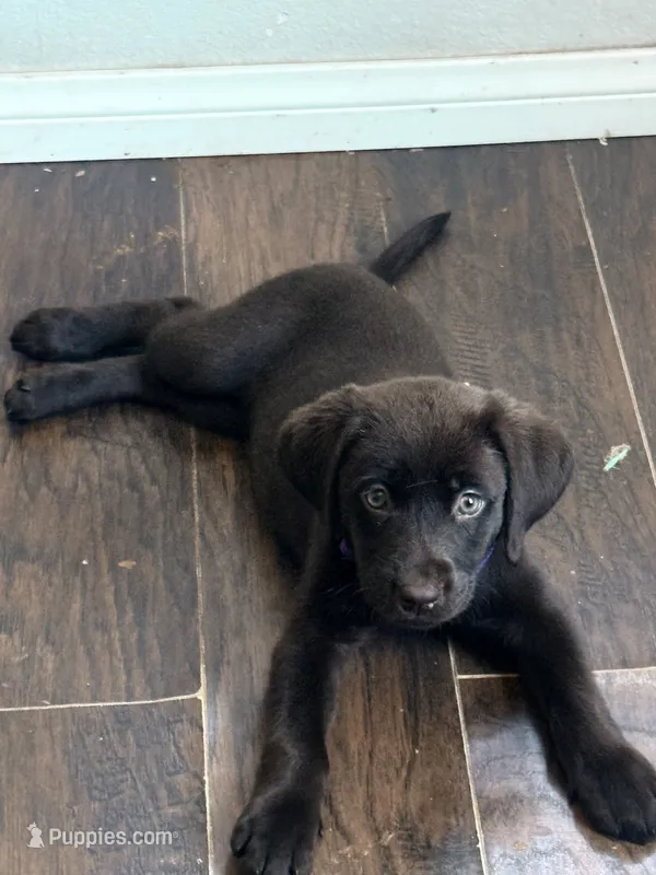Puppy – Labrador Retriever puppy for sale in Los Angeles, CA