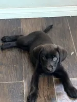 Puppy, a female Labrador Retriever for sale in Los Angeles, CA – 2 of 5