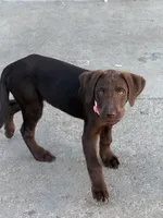 Brownie, a female Labrador Retriever for sale in Los Angeles, CA – 3 of 3