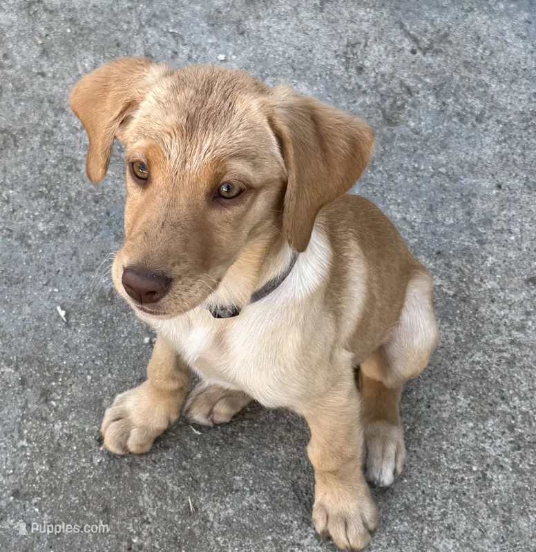 Yellow coat – Labrador Retriever puppy for sale in Los Angeles, CA