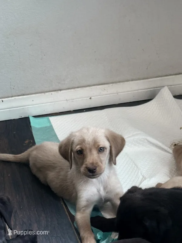 Yellow coat – Labrador Retriever puppy for sale in Los Angeles, CA