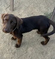Brownie, a female Labrador Retriever for sale in Los Angeles, CA – 1 of 3