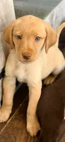 Yellow coat, a female Labrador Retriever for sale in Los Angeles, CA – 2 of 2