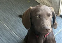 Puppy, a female Labrador Retriever for sale in Los Angeles, CA – 2 of 2