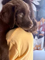 Puppy, a female Labrador Retriever for sale in Los Angeles, CA – 4 of 5