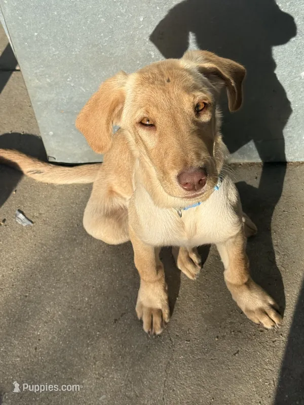 Blondie – Labrador Retriever puppy for sale in Los Angeles, CA
