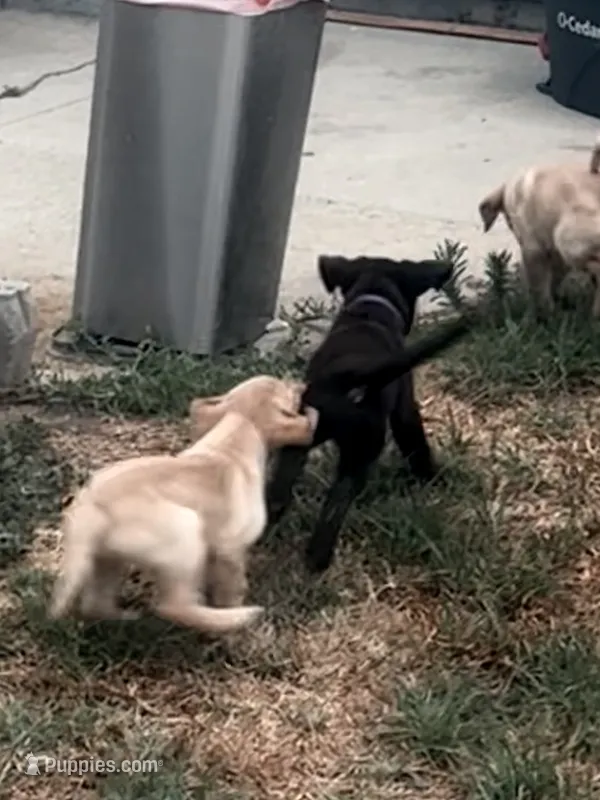 Puppy – Labrador Retriever puppy for sale in Los Angeles, CA