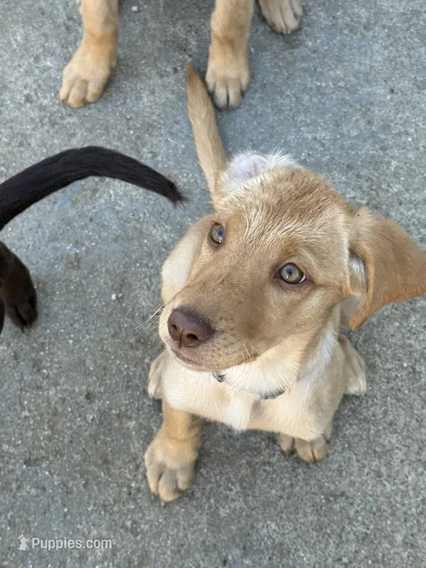 Yellow coat – Labrador Retriever puppy for sale in Los Angeles, CA