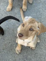 Blondie, a female Labrador Retriever for sale in Los Angeles, CA – 2 of 3