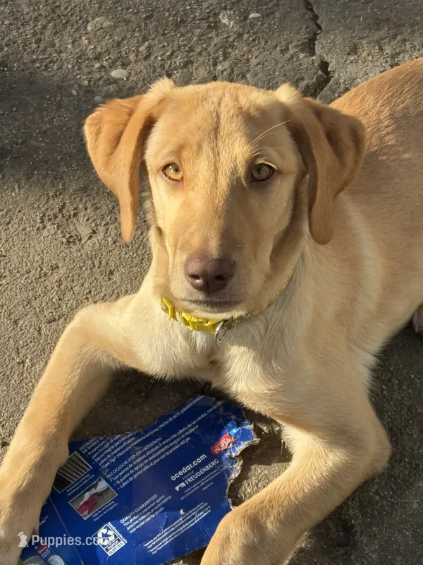 Goldie – Labrador Retriever puppy for sale in Los Angeles, CA