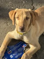 Goldie, a female Labrador Retriever for sale in Los Angeles, CA – 1 of 2