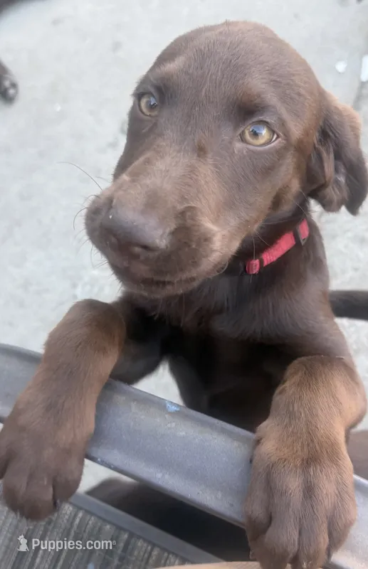 Puppy – Labrador Retriever puppy for sale in Los Angeles, CA