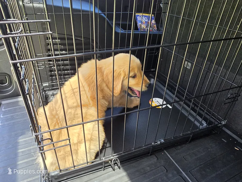 Teddy – Golden Retriever puppy for sale in Montgomery City, MO