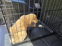 Teddy, a male Golden Retriever for sale in Montgomery City, MO – 1 of 3