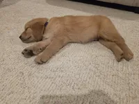 Teddy, a male Golden Retriever for sale in Montgomery City, MO – 2 of 3