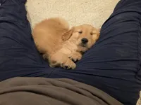Teddy, a male Golden Retriever for sale in Montgomery City, MO – 3 of 3