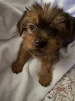 Blue boy, a male Yorkshire Terrier for sale in Pawtucket, RI – 2 of 4