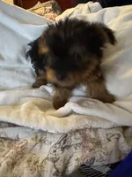 Purple boy, a male Yorkshire Terrier for sale in Pawtucket, RI – 5 of 5
