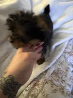 Red boy, a male Yorkshire Terrier for sale in Pawtucket, RI – 3 of 4
