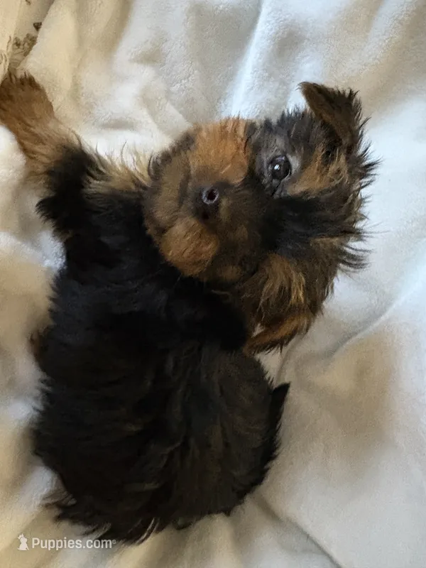 Purple boy – Yorkshire Terrier puppy for sale in Pawtucket, RI