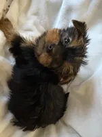 Purple boy, a male Yorkshire Terrier for sale in Pawtucket, RI – 1 of 5