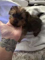 Blue boy, a male Yorkshire Terrier for sale in Pawtucket, RI – 3 of 4