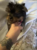 Red boy, a male Yorkshire Terrier for sale in Pawtucket, RI – 1 of 4