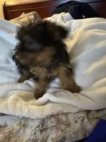Purple boy, a male Yorkshire Terrier for sale in Pawtucket, RI – 4 of 5
