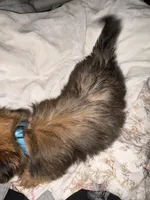 Blue boy, a male Yorkshire Terrier for sale in Pawtucket, RI – 4 of 4