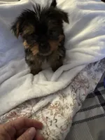 Yellow girl, a female Yorkshire Terrier for sale in Pawtucket, RI – 2 of 4