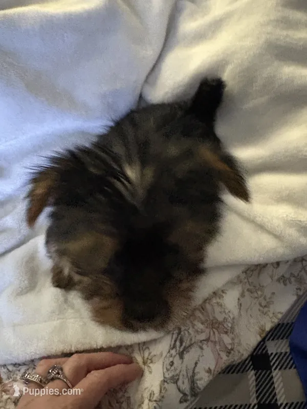 Yellow girl – Yorkshire Terrier puppy for sale in Pawtucket, RI