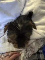 Yellow girl, a female Yorkshire Terrier for sale in Pawtucket, RI – 1 of 4