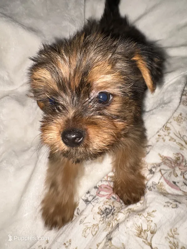 Blue boy – Yorkshire Terrier puppy for sale in Pawtucket, RI