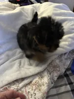 Yellow girl, a female Yorkshire Terrier for sale in Pawtucket, RI – 4 of 4