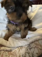 Purple boy, a male Yorkshire Terrier for sale in Pawtucket, RI – 2 of 5