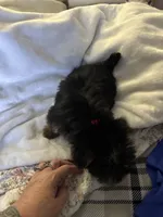 Yellow girl, a female Yorkshire Terrier for sale in Pawtucket, RI – 3 of 4