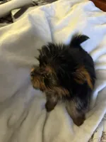 Red boy, a male Yorkshire Terrier for sale in Pawtucket, RI – 4 of 4