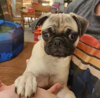 Toy Girl Pug, a female Pug for sale in Shelton, WA – 3 of 5