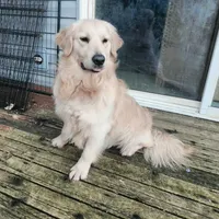 AKC Bingo Biscuit, a male Golden Retriever for sale in Shelton, WA – Photo 2 of 2