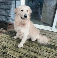 Bingo Biscuit FLASH SALE, a male English Cream Golden Retriever for sale in Shelton, WA – Photo 1 of 2