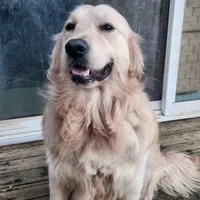 AKC Bingo Biscuit, a male Golden Retriever for sale in Shelton, WA – Photo 1 of 2