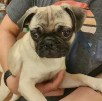Toy Girl Pug, a female Pug for sale in Shelton, WA – 2 of 5