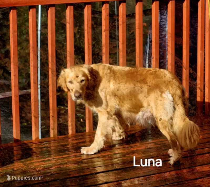 Luna – Golden Retriever puppy for sale in Shelton, WA