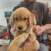 AKC Mr. Teddy, a male Golden Retriever for sale in Shelton, WA – Photo 1 of 2