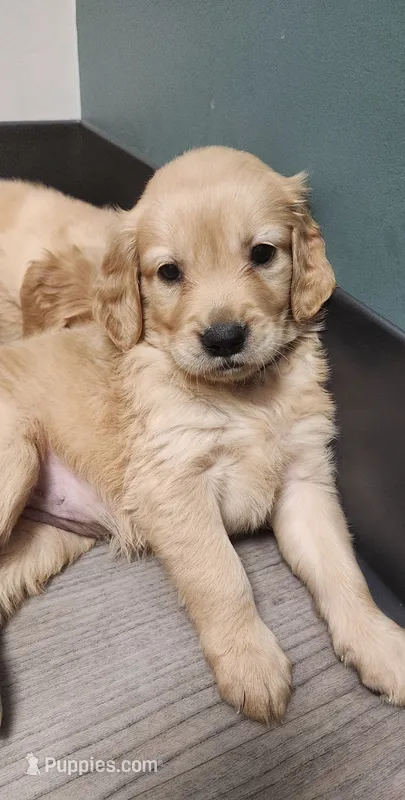 AKC Miss Puppers (Pink)