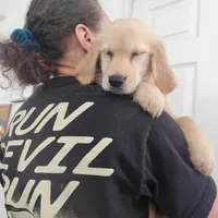 AKC Miss Puppers FLASH SALE!!!, a female Golden Retriever for sale in Shelton, WA – Photo 3 of 4