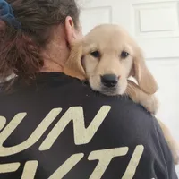 AKC Miss Puppers FLASH SALE!!!, a female Golden Retriever for sale in Shelton, WA – Photo 2 of 4