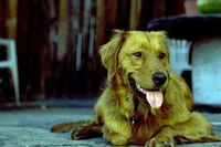 processed/182879c3-cd61-47a2-8858-01d9d51a00cc/listing/2f49da15-deb2-4722-b066-14b60442a8fc/c68a5e88-6a84-4046-b49a-4bba80e40e32