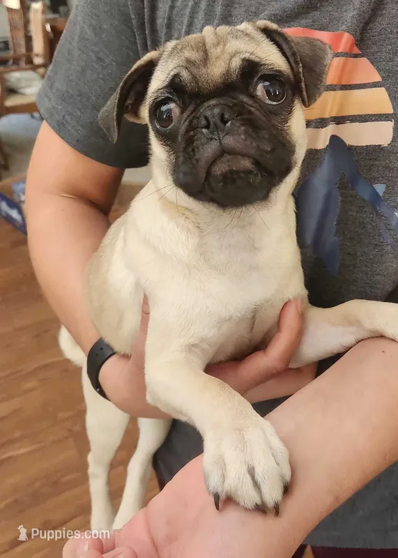 Toy Girl Pug – Pug puppy for sale in Shelton, WA