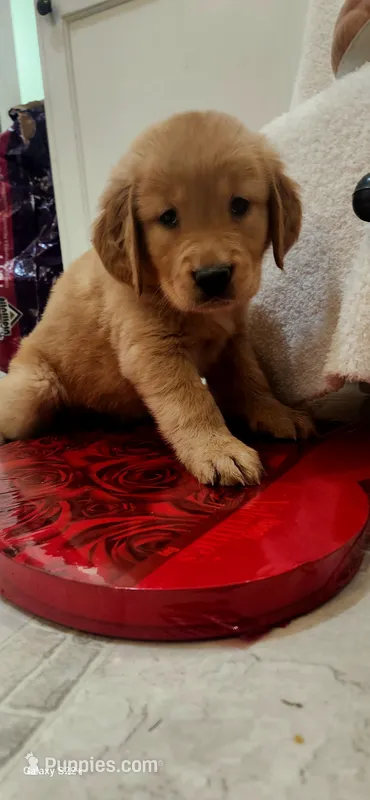 AKC Miss Athena (Dark Pink)